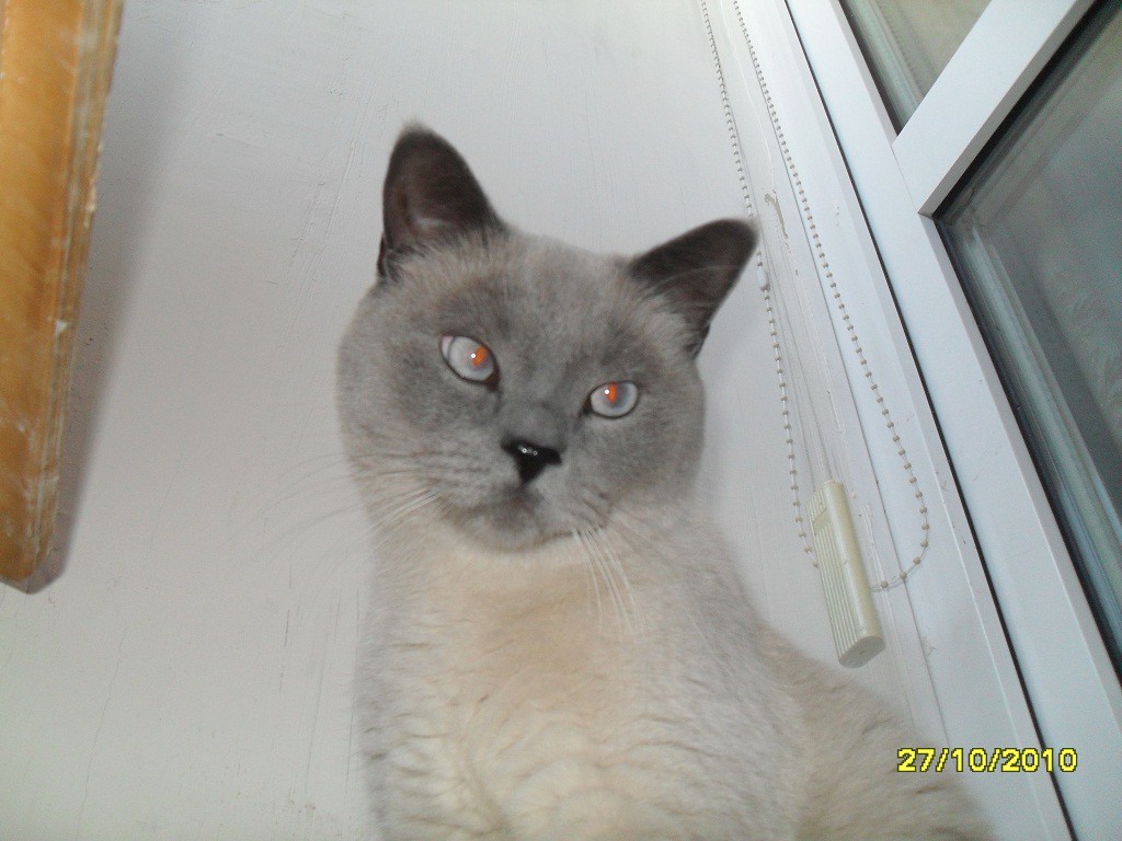 Косой Косой