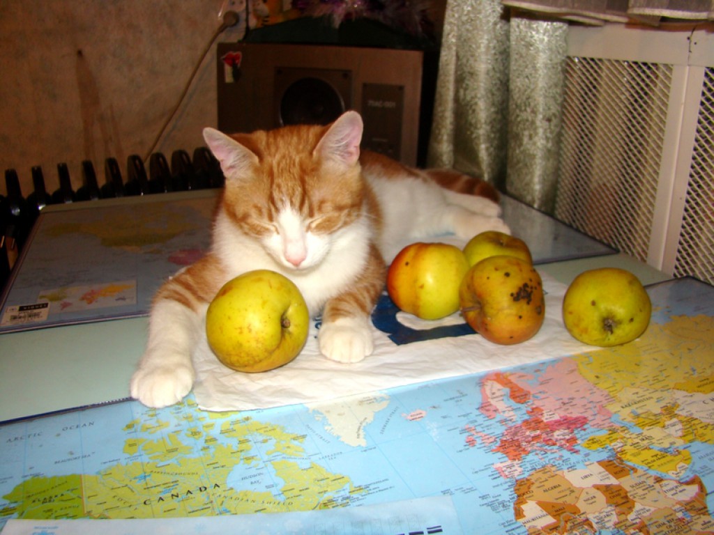 Котэ в яблоках
