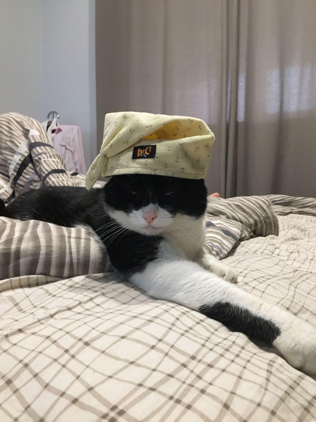 Я кот - Кокос