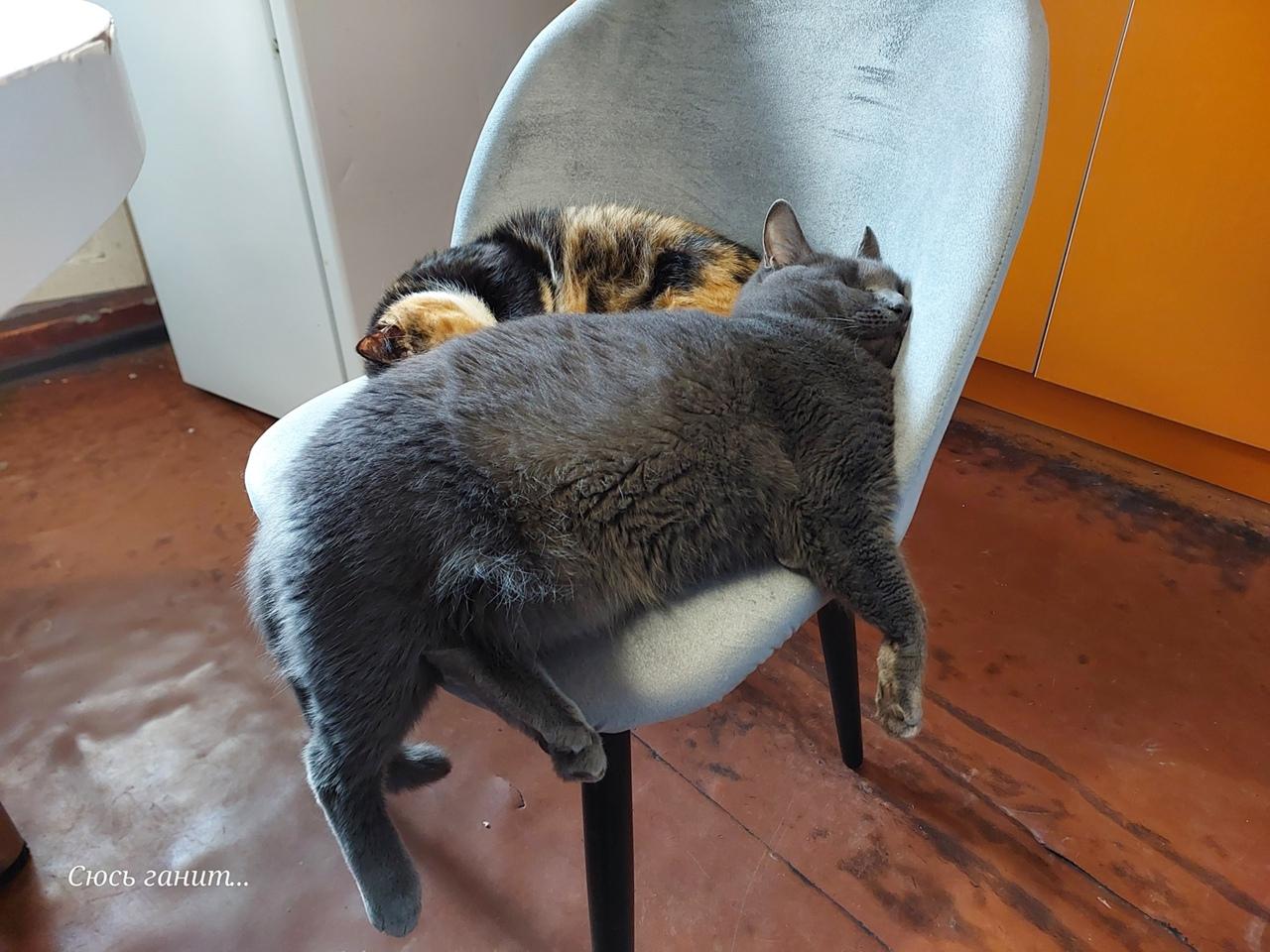 Серый кот Адольф и кошка Сима на стуле Серый кот Адольф и кошка Сима на стуле