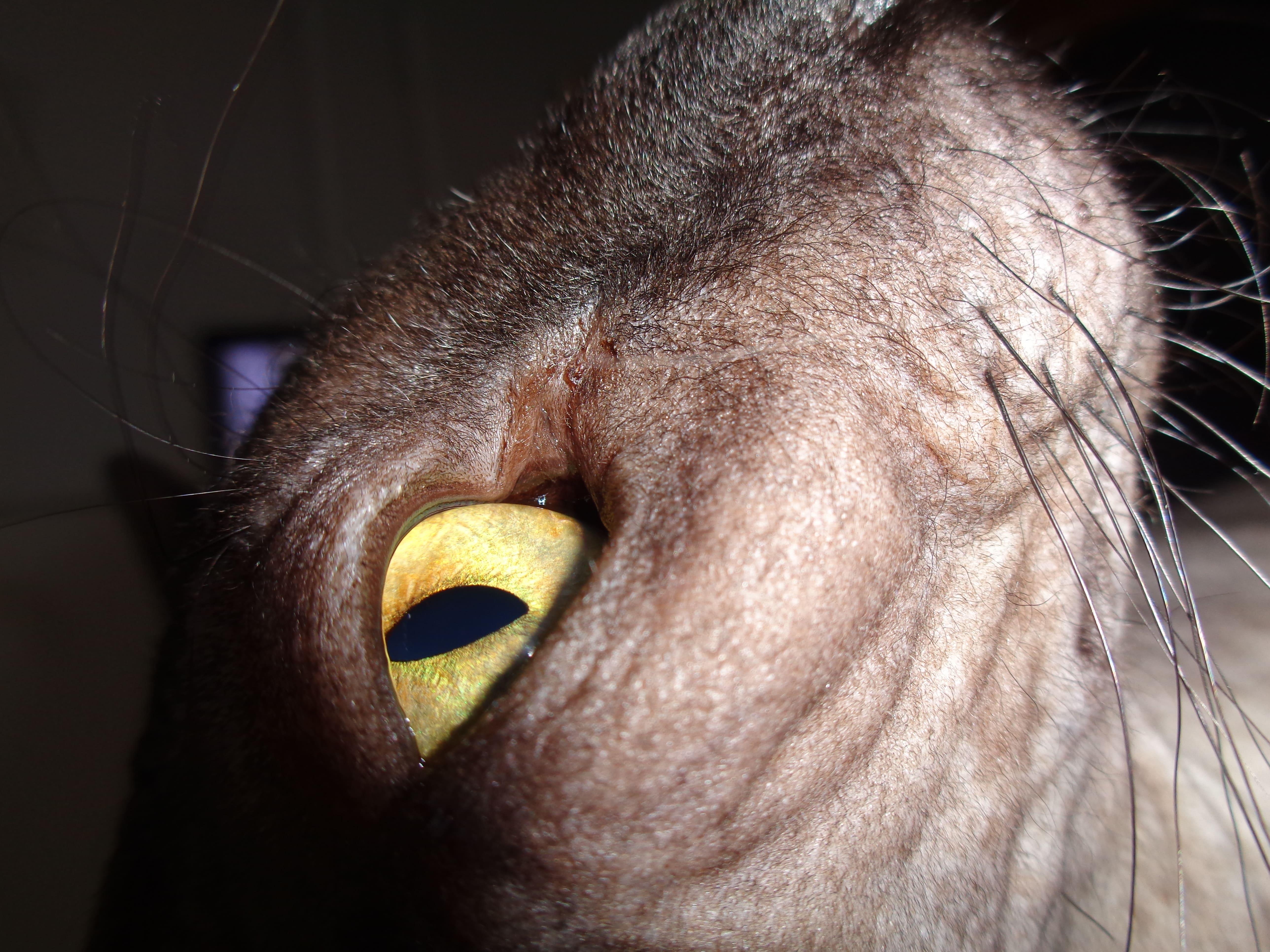 Донской сфинкс по имени Добби. Фото снято при вдохновении от песни Paul McCartney - Back In Brasil. Донской сфинкс по имени Добби. Фото снято при вдохновении от песни Paul McCartney - Back In Brasil.