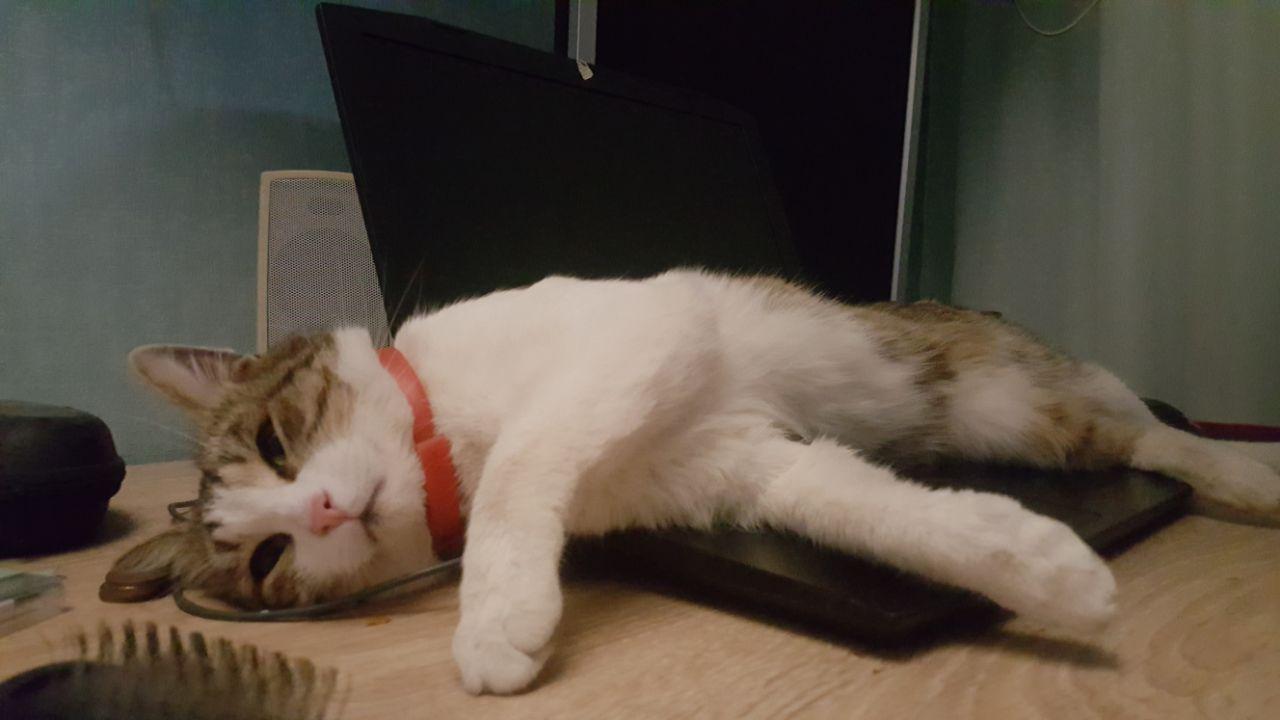 (-, – )…zzzZZZ (-, – )…zzzZZZ