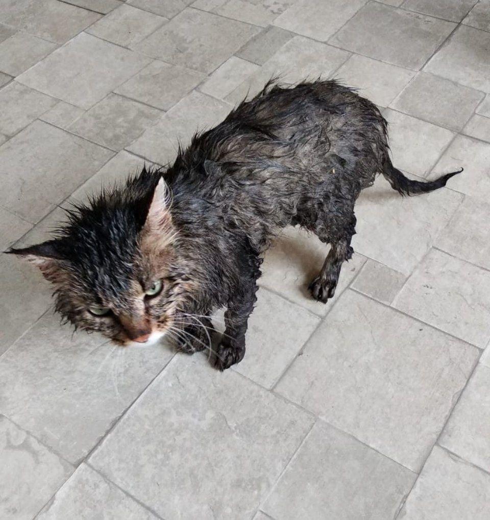 Обиженный, но чистый кот Кузьма Обиженный, но чистый кот Кузьма