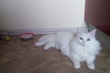 Царица Светка