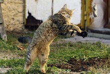 охотник