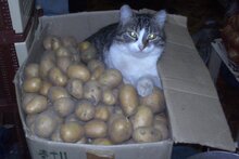 Котам можно картошку. Кошка картошка. Картофель подросток кот. Грация кошки картошки. Кошка картошка серая..