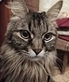 Аватар пользователя