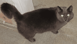 Koт